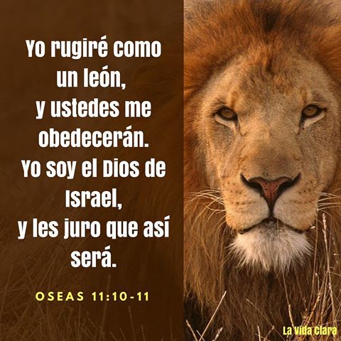 León observando