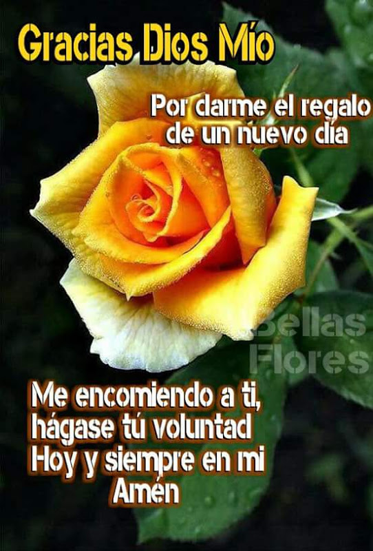 Rosa amarilla